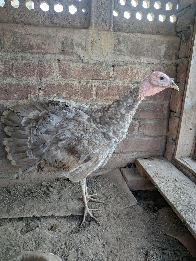 turkey female for sale