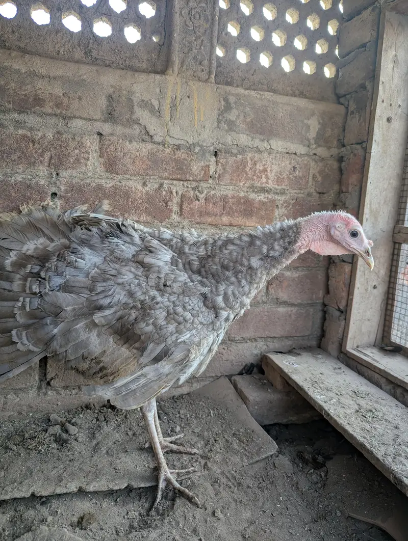 turkey female for sale — photo 2