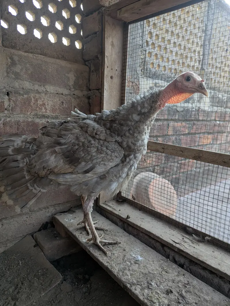 turkey female for sale — photo 3