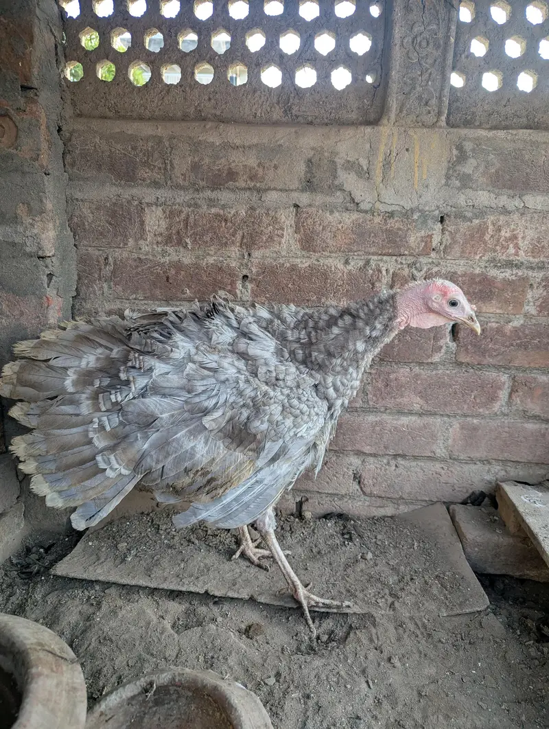 turkey female for sale — photo 4