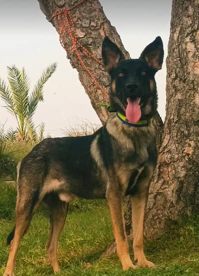 Alsatian bagiyadi full security dog male for sale