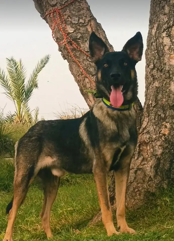 Alsatian bagiyadi full security dog male for sale