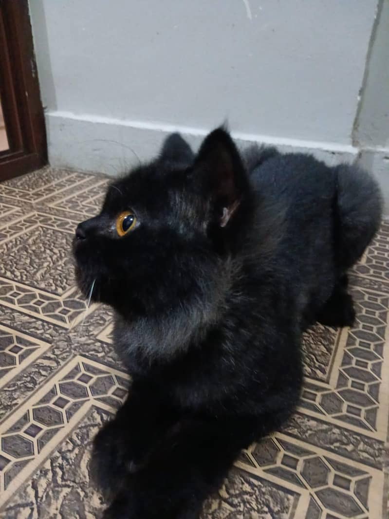 cats sell 1