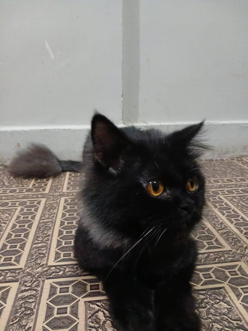 cats sell 2