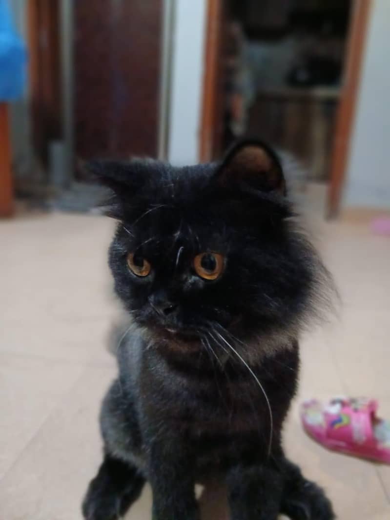 cats sell 3