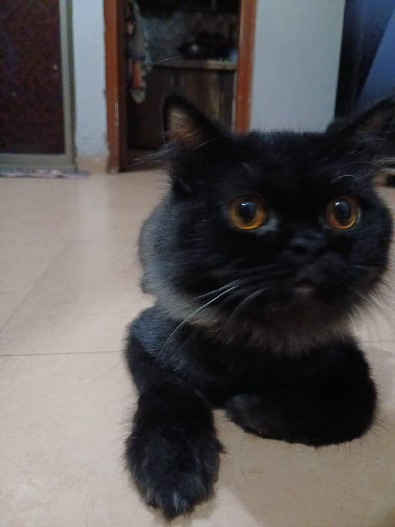 cats sell 4
