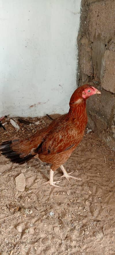 aseel pair for sale 03700127307