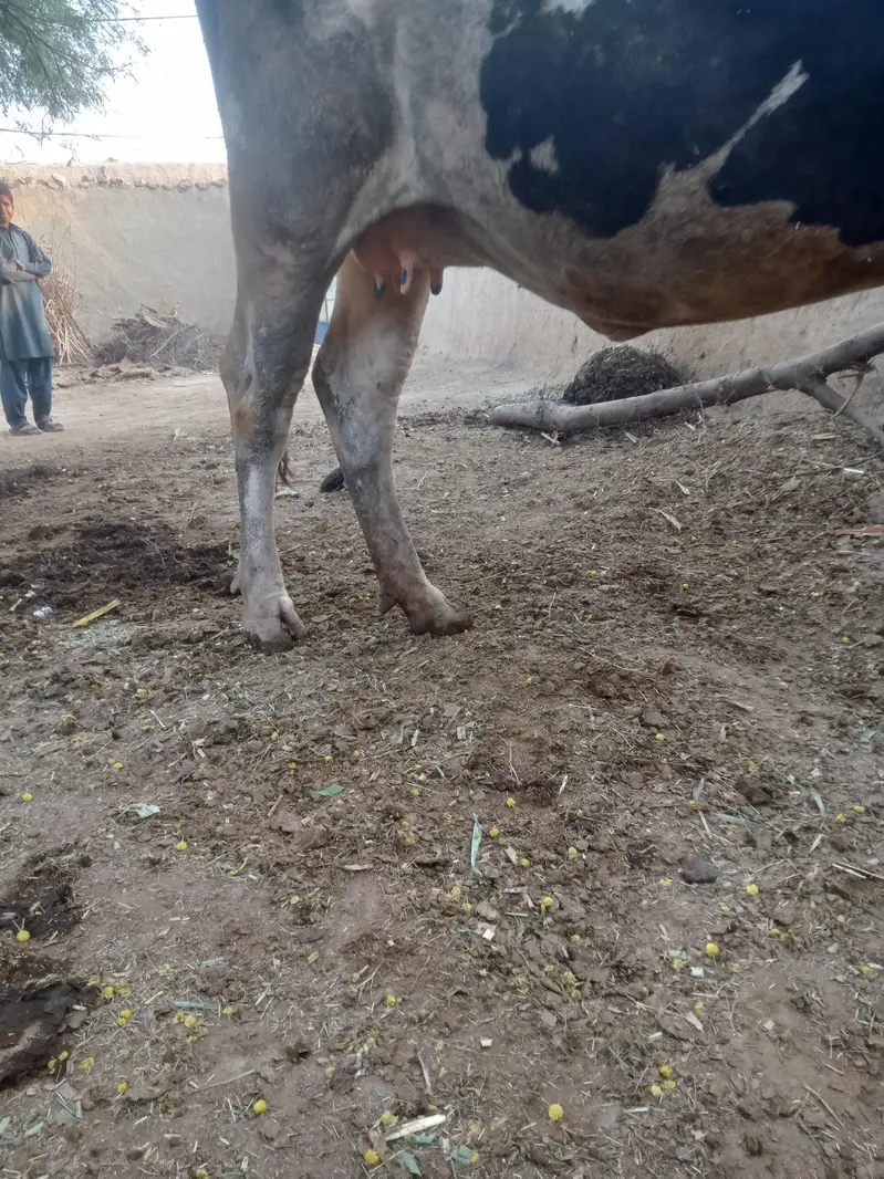 frezan nsal ki ha contact numbar 03063087691 — photo 2