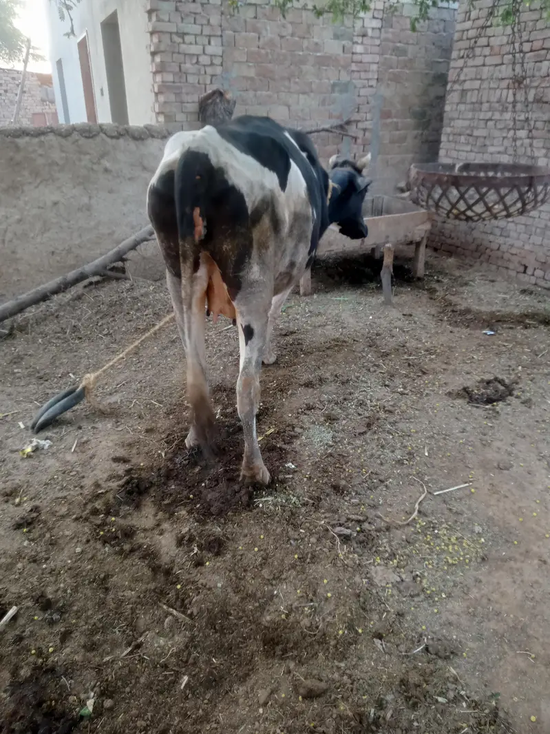 frezan nsal ki ha contact numbar 03063087691 — photo 3