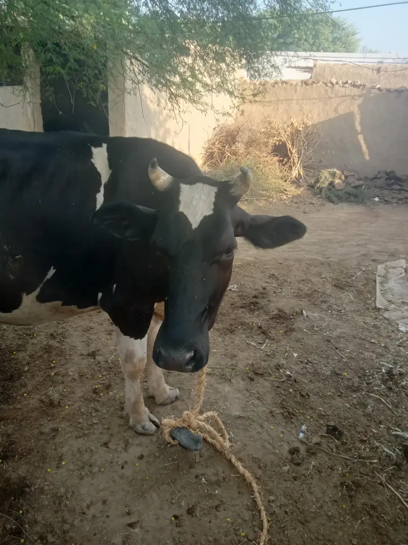 frezan nsal ki ha contact numbar 03063087691 — photo 4