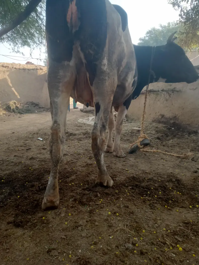 frezan nsal ki ha contact numbar 03063087691 — photo 5