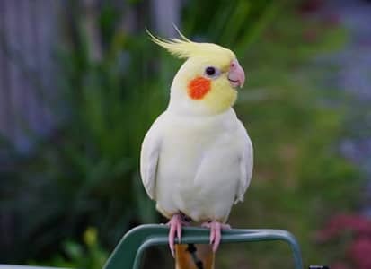 albino white cocktail parrot