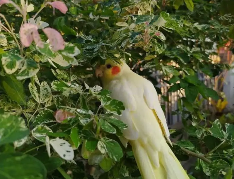 albino white cocktail parrot — photo 2