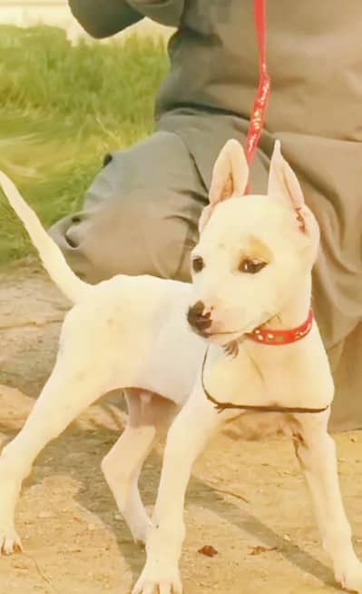 Kuwaiti gulteer male for sale available