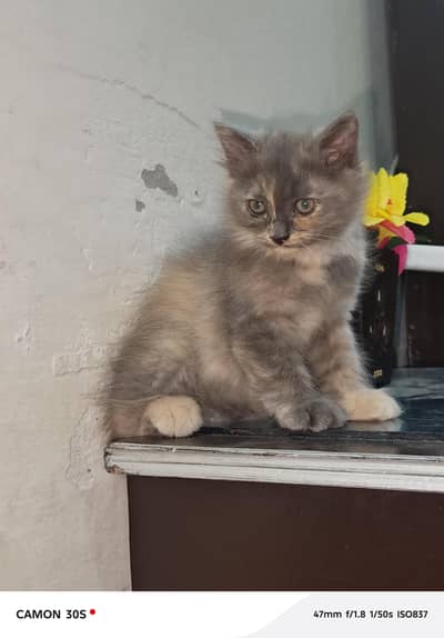 persian kitten age 2month vaccinated baby kitten for sale
