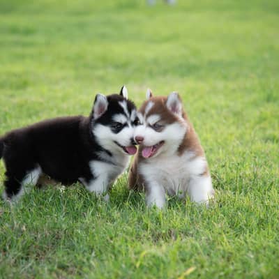 Siberian husky puppies 0330*540611*five