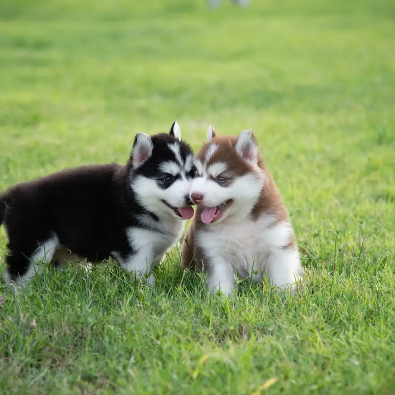 Siberian husky puppies 0330*540611*five