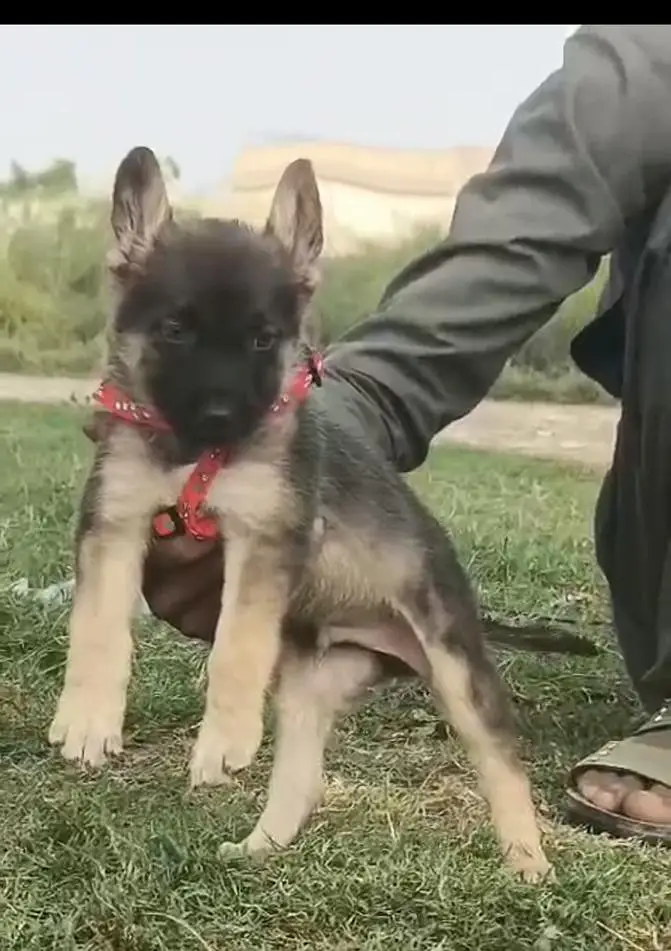 Alsatian bagiyadi male available for sale