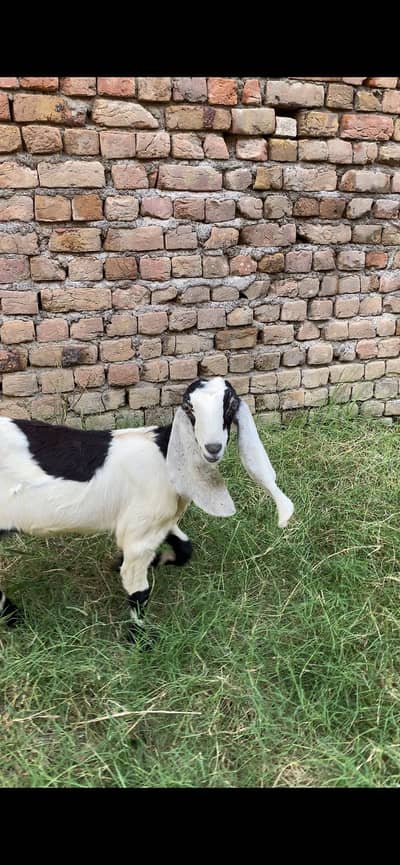 5 months pathh saiwali beetal mix cross