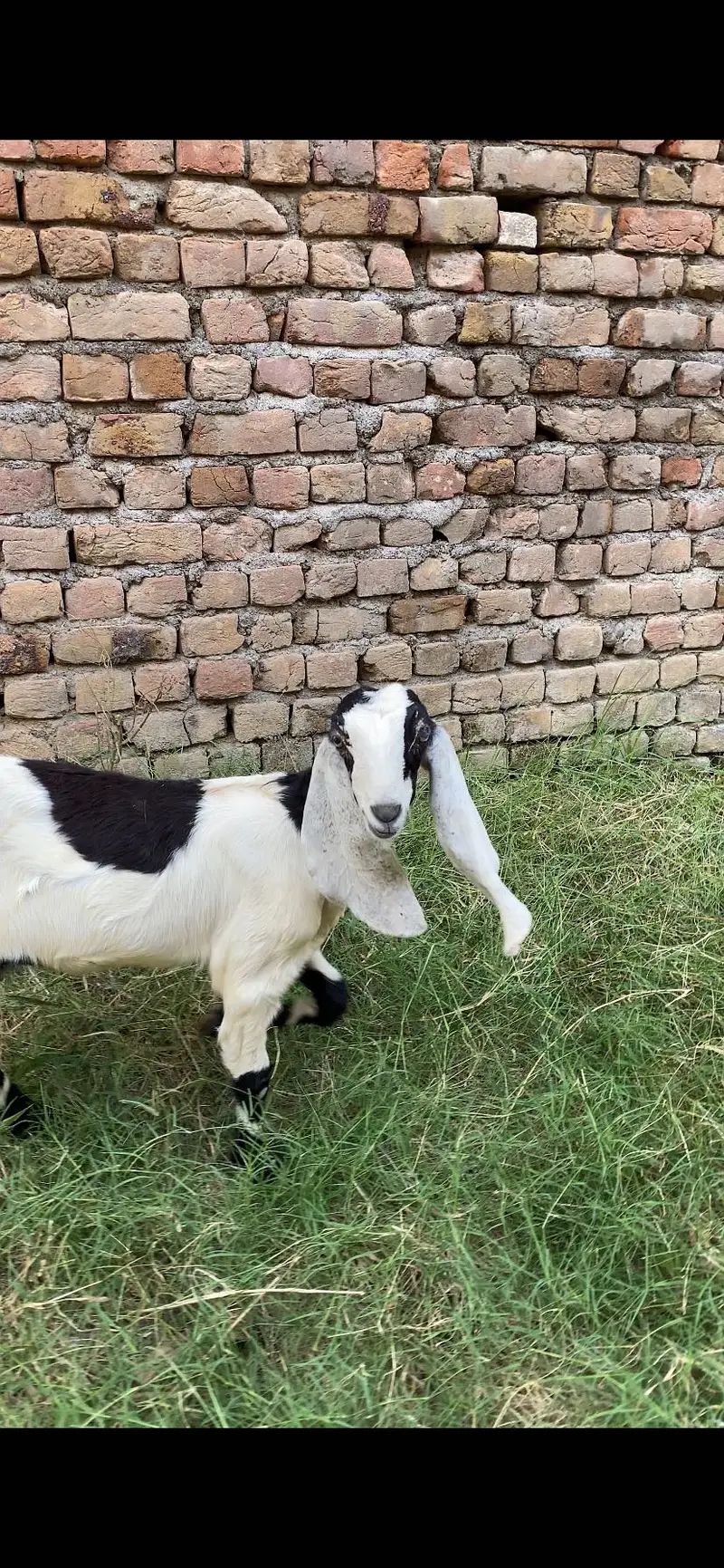 5 months pathh saiwali beetal mix cross