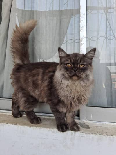 Persian cat pair