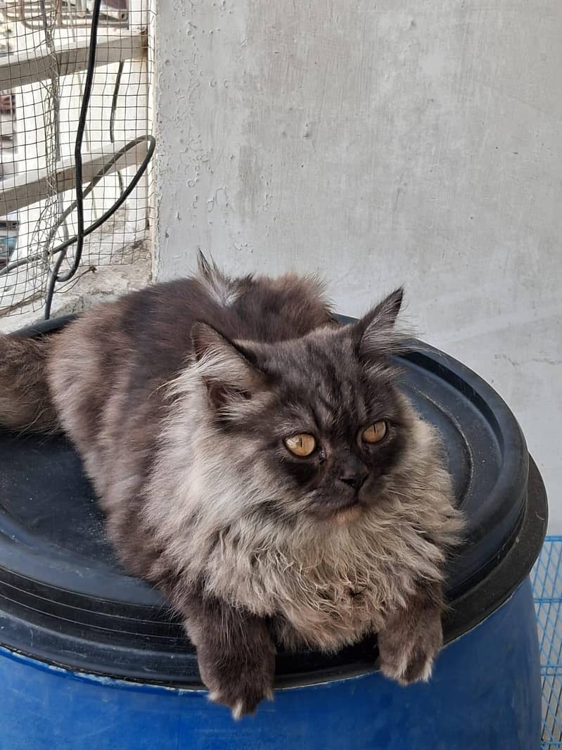 Persian cat pair 1