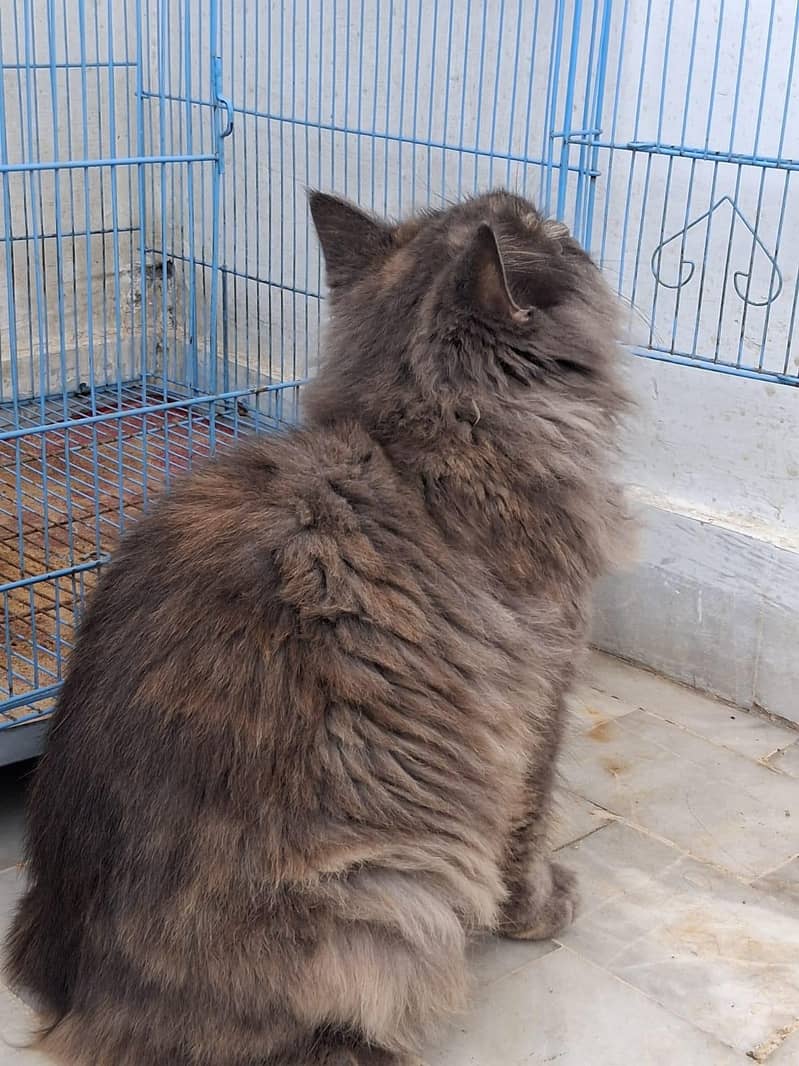 Persian cat pair 2