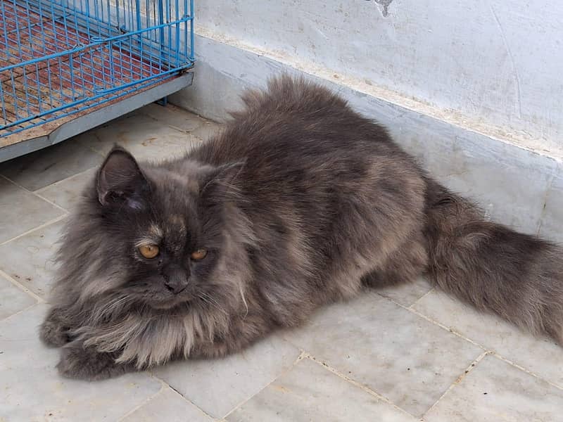 Persian cat pair 3