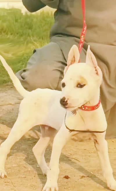 Kuwaiti gulteer male available for sale