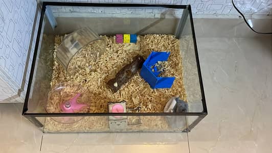 Female hamster with proper cage and needs for sale