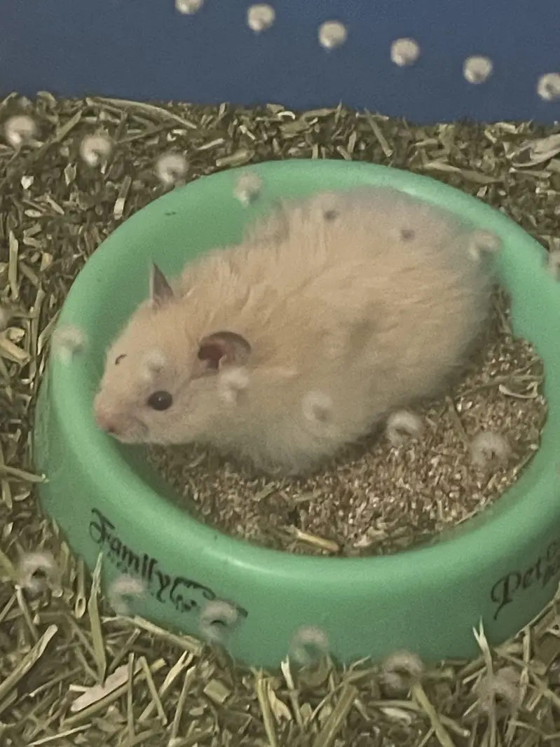Female hamster with proper cage and needs for sale — photo 2