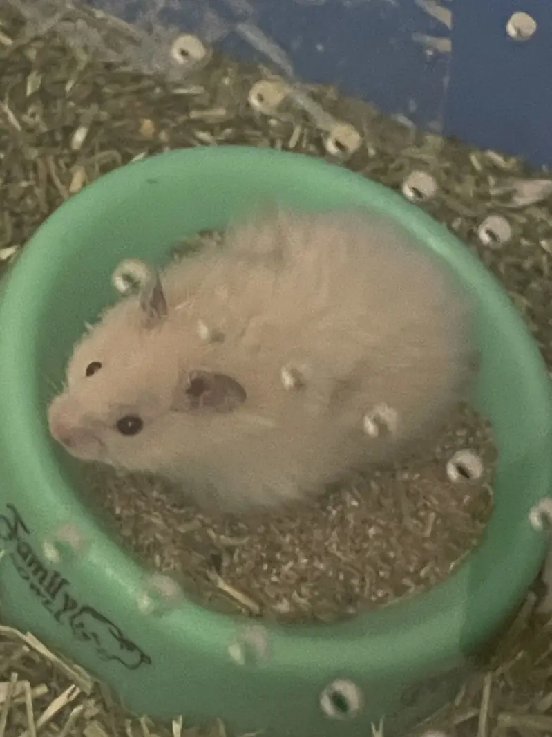 Female hamster with proper cage and needs for sale — photo 3