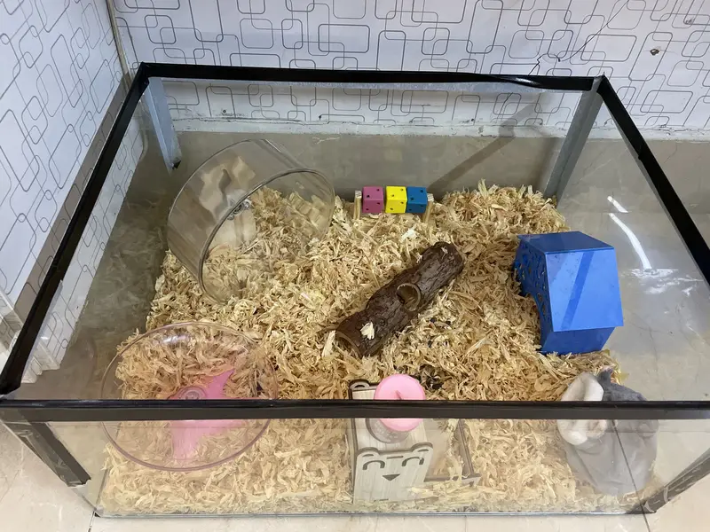 Female hamster with proper cage and needs for sale — photo 4