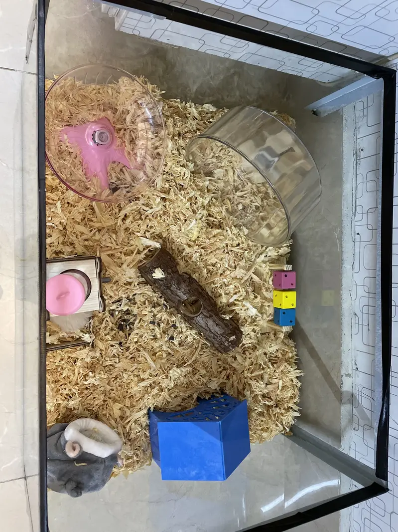 Female hamster with proper cage and needs for sale — photo 5