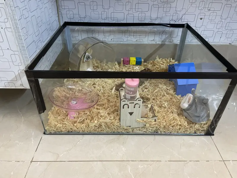 Female hamster with proper cage and needs for sale — photo 6