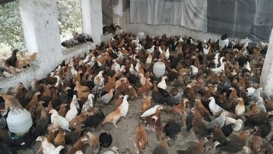 Golden misri  birds avialable for any person price 1300 per kg