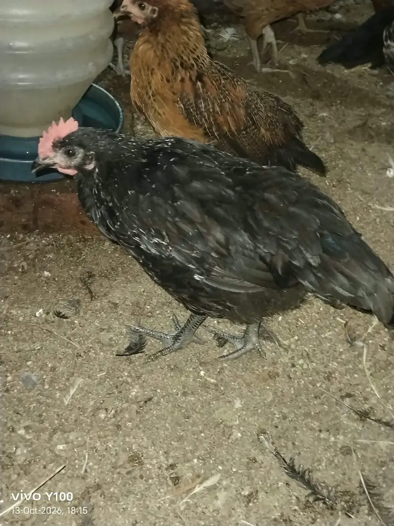 Golden misri  birds avialable for any person price 1300 per kg — photo 2