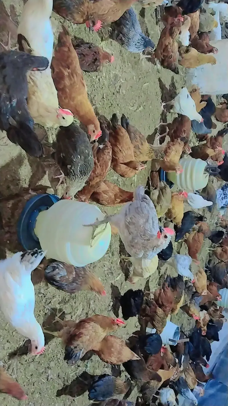 Golden misri  birds avialable for any person price 1300 per kg — photo 3