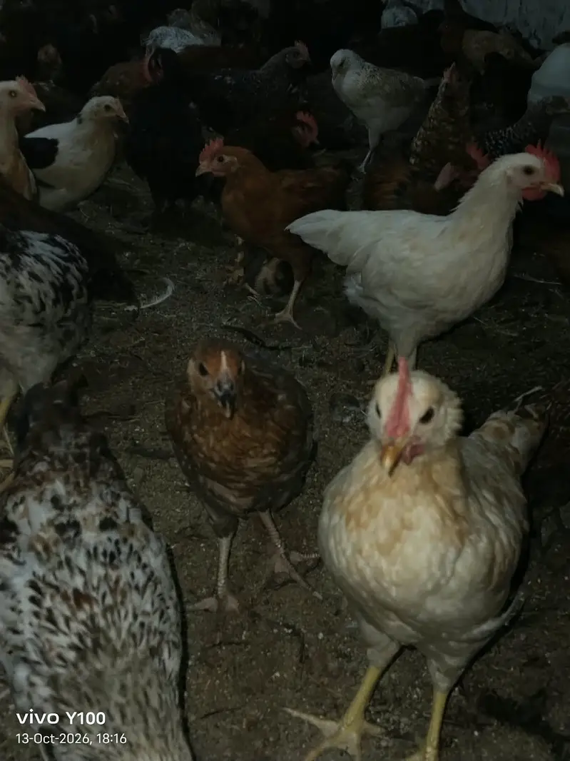 Golden misri  birds avialable for any person price 1300 per kg — photo 4