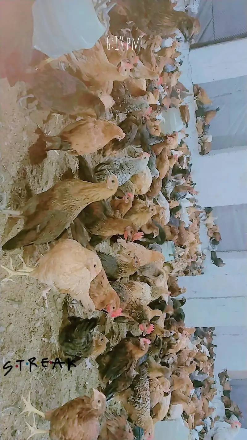 Golden misri  birds avialable for any person price 1300 per kg — photo 5