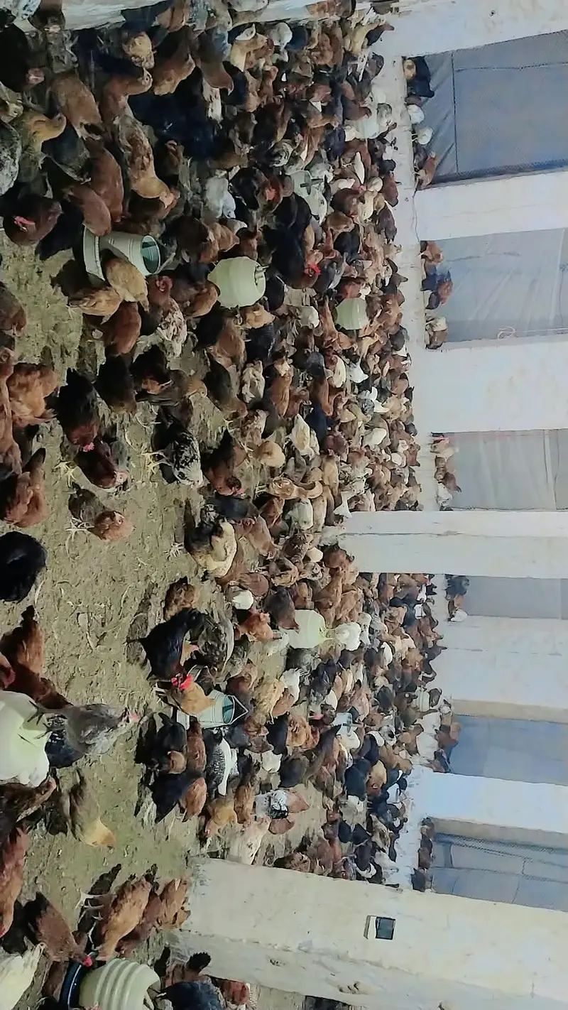 Golden misri  birds avialable for any person price 1300 per kg — photo 6