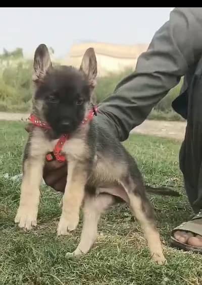 Alsatian bagiyadi male for sale available