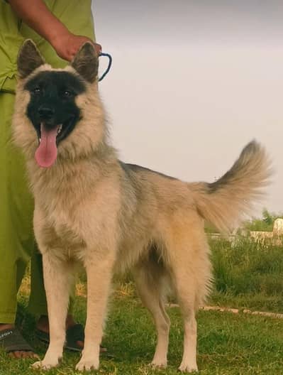 Belgium Shepherd full security dog male for sale