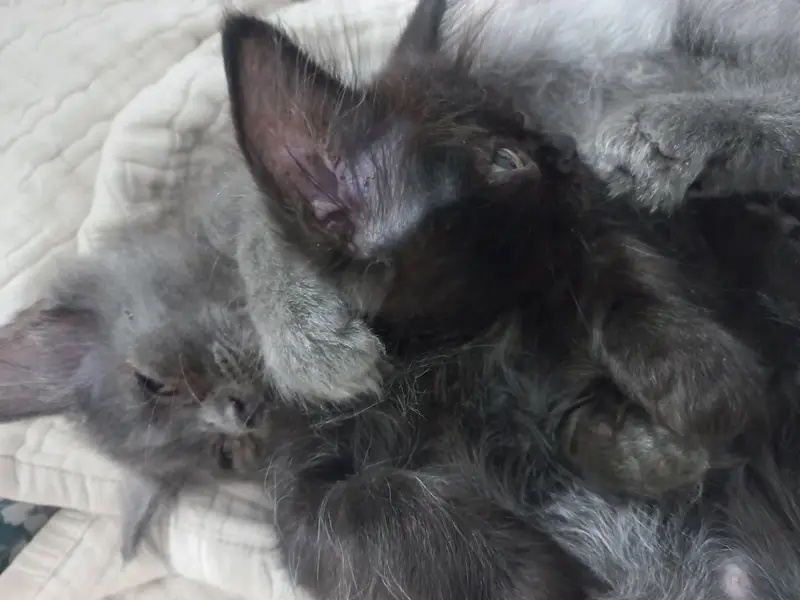 3 triple coated persian kittens