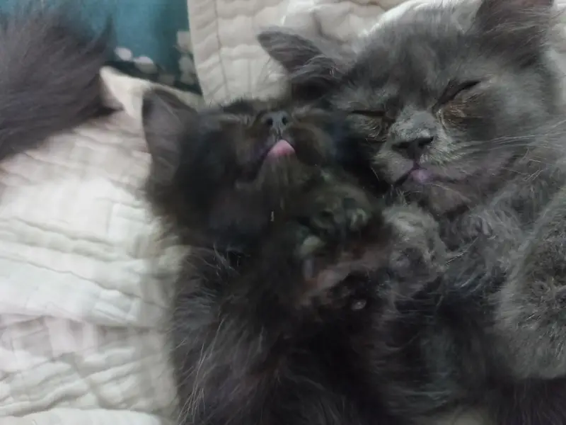3 triple coated persian kittens — photo 2