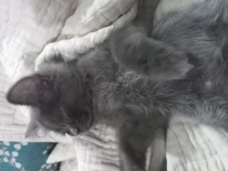 3 triple coated persian kittens — photo 3