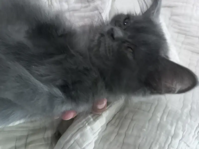 3 triple coated persian kittens — photo 4