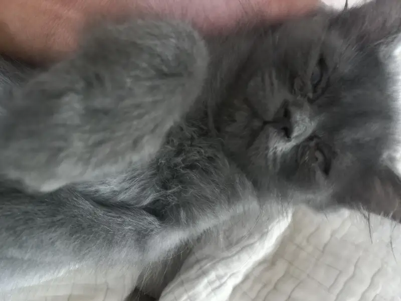 3 triple coated persian kittens — photo 5