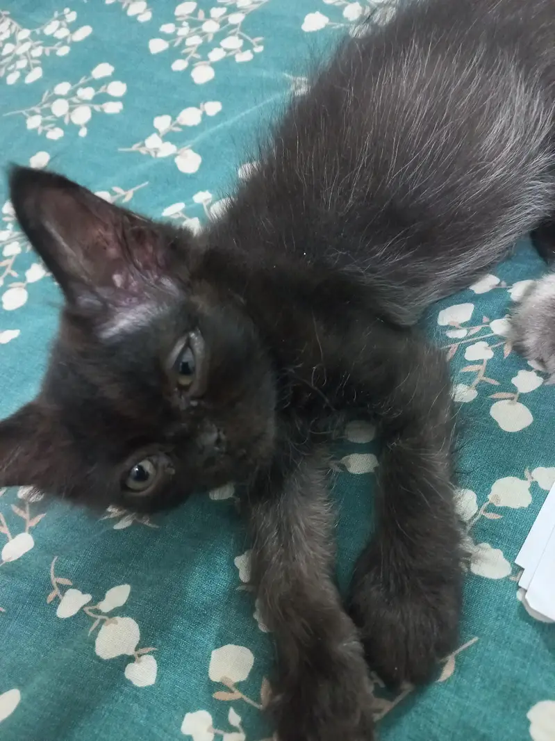 3 triple coated persian kittens — photo 6