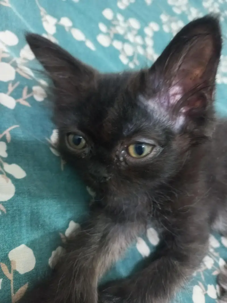 3 triple coated persian kittens — photo 7